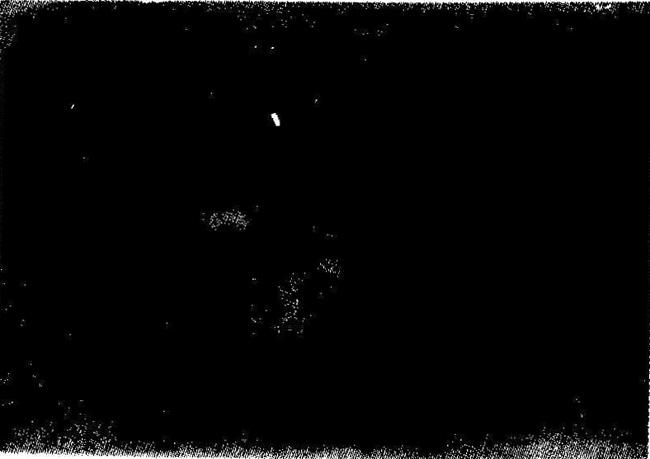 �����c(di��n)�g